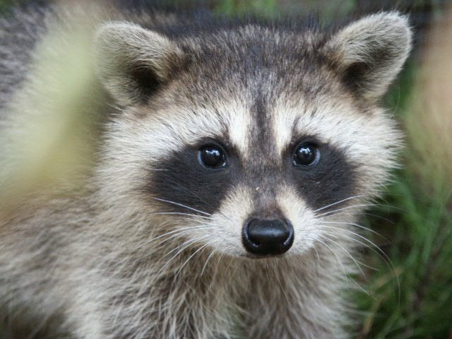 Cutest Raccoon